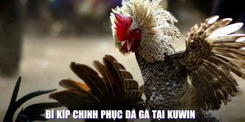 Bí kíp chinh phục đá gà