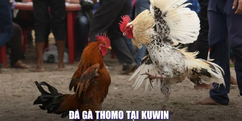 Đá gà Thomo tại Kuwin