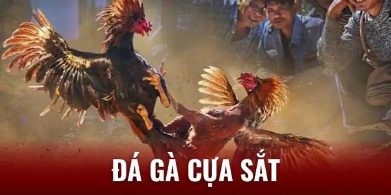 đá gà cựa sắt